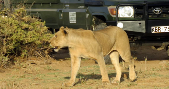 Game Drives in custom 4x4 vehicles